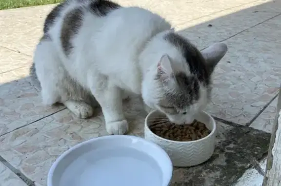 Chat trouvé Dammartin-en-Goële, photo: Chat trouvé avec trace de collier, Dammartin