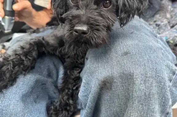 Help Find Our Friendly Black Yorkie!