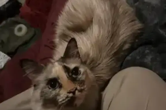 Missing cat Central Point, photo: Lost Cat: Cream & Turtle Patterned