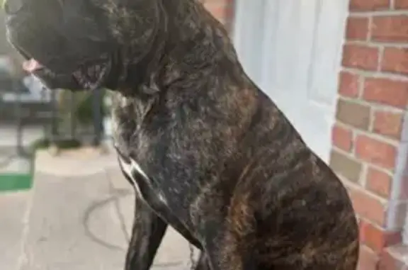 Missing dog , photo: Lost Gentle Giant: Brindle Cane Corso