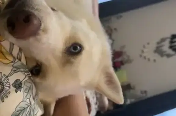 Lost Friendly Dog: White with Tan Ears!