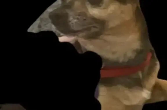 Lost Chihuahua-Weenie Mix in Shelbyville