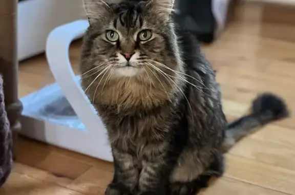 Lost Lion-Cut Cat: Fox Hill, Springfield