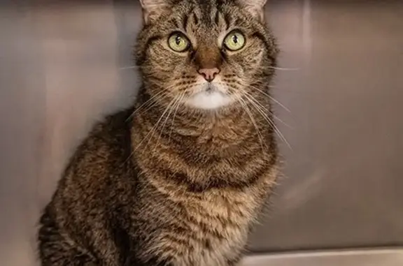 Missing cat , photo: Lost Tiger Kitty: Brown & Tan in Stoughton