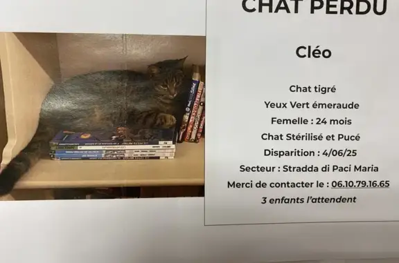 Chat perdu, Afa, photo: Chatte tigrée perdue à Afa