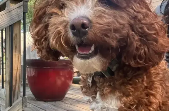 Lost Brown Mini Poodle in Manassas