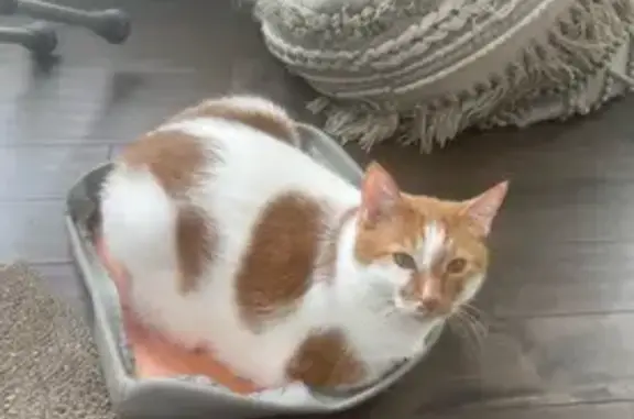 Lost Cat: Help Find Friendly Pumpkin!