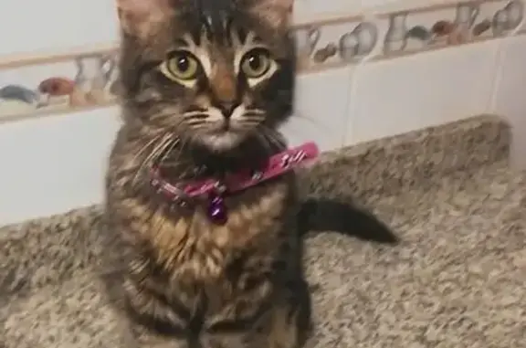 Gato encontrado Sevilla, foto: Gatita Gris Atigrada Busca Hogar en Sevilla