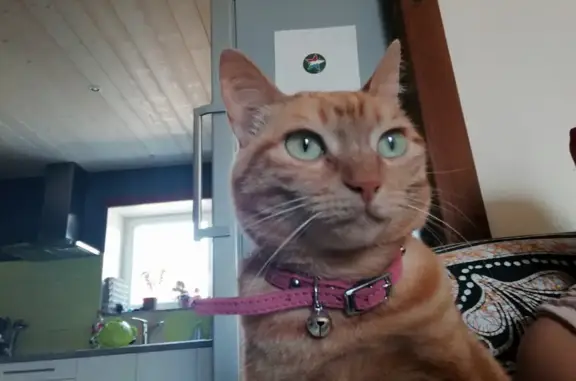 Chatte perdue, pelage 