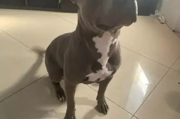 Missing dog Fort Lauderdale, photo: Lost Gray Dog: 'Storm' in Fort Lauderdale