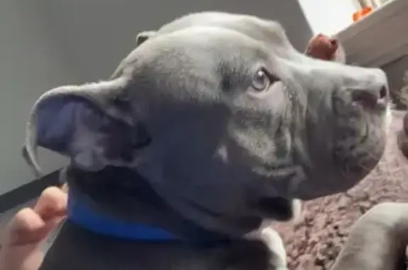 Missing dog Oklahoma City, photo: Lost Grey Bully Dog in OKC - Help Find!