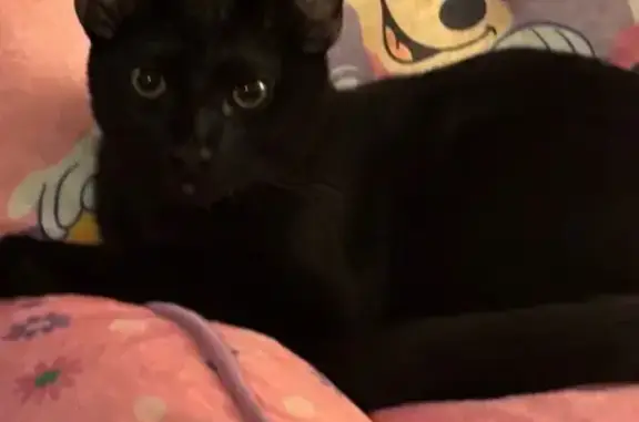 Lost and found pets Flagstaff, photo: Missing: Black Cat with Unique Spots
