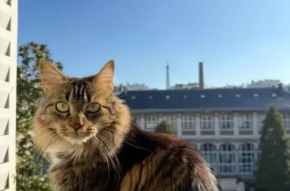 Animaux perdus Paris, photo: Chat européen perdu à Paris, Rue de la Pompe