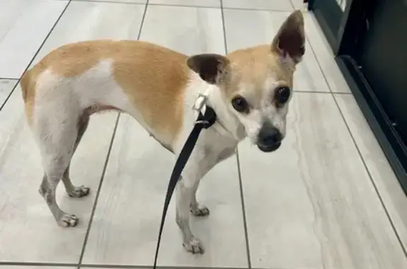 Lost and found pets Peoria, photo: Found: Friendly Tan & White Chihuahua Mix