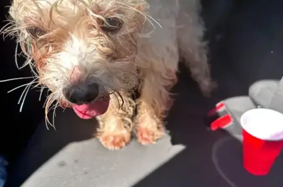 Found dog Mastic, photo: Found: Small White Dog on Montgomery Ave