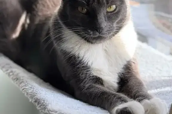 Lost Skittish Grey Cat: East Northport