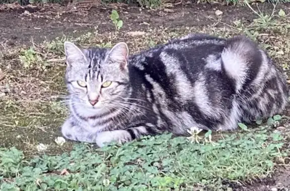 Chatte errante enceinte Chemin des Moinets - photo