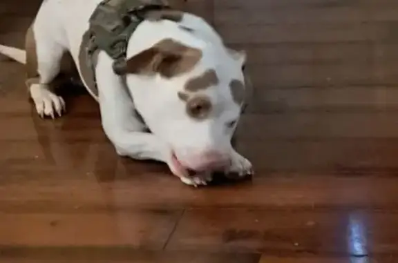 Lost Dog: White & Tan, Vineland Walmart