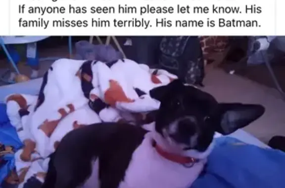 Lost: 7-Year-Old Black & White Chihuahua Mix
