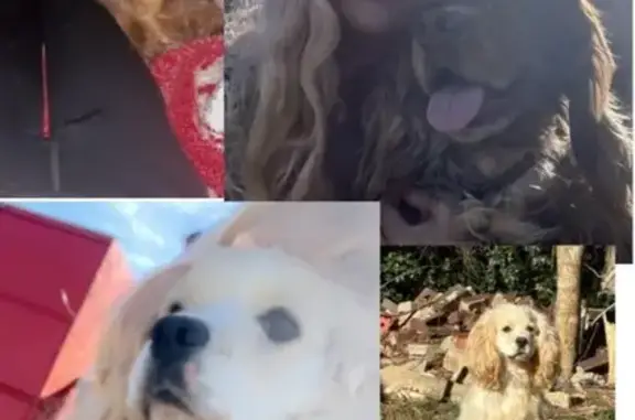 Lost Dogs: Brown Male & White Female