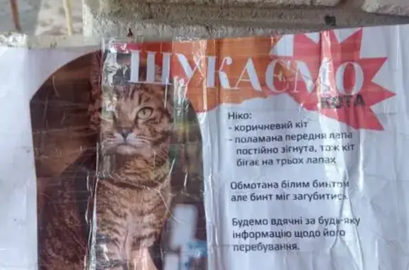 Зникла кішка з травмованою лапкою, Київ