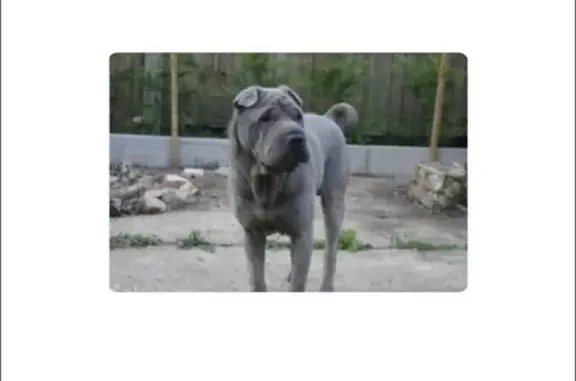 Perro perdido en Calleja Prado San Juan, 27