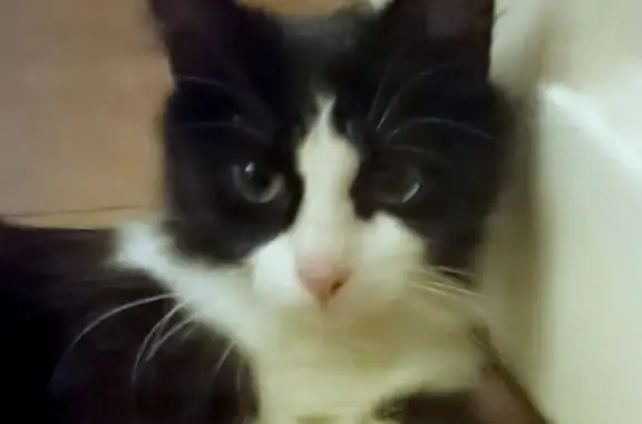 Chat trouvé Vannes, photo: Jeune chatte noir et blanc trouvée à Vannes