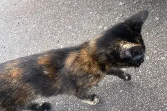 Chatonne 3 mois trouvée, affectueuse, Yzeure - photo