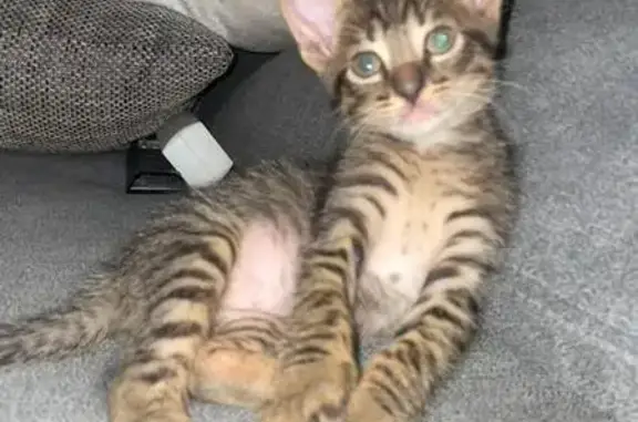 Gatito Atigrado Perdido en Torrevieja