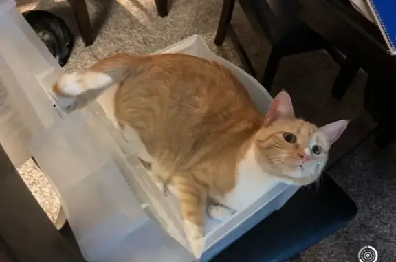 Lost: White-Orange Tabby Near Stringtown Rd