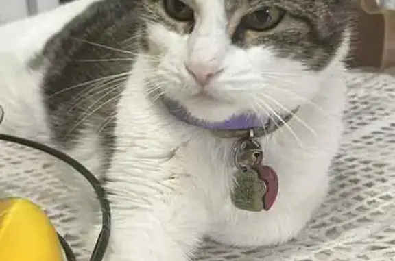 Lost Cat: Striped with Purple Collar