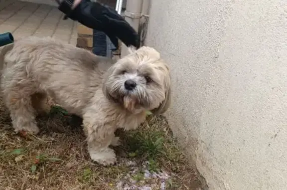 Chien trouvé , photo: Shih Tzu mâle trouvé à Dammarie-les-Lys