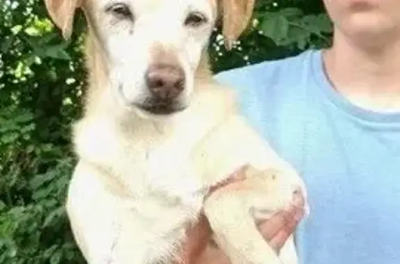 Chien épuisé trouvé à Auberchicourt - photo