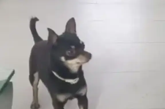 Chihuahua Chocolate Perdido en Colmenar