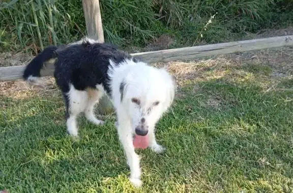 Adopta: Encantadora Perra Jove...