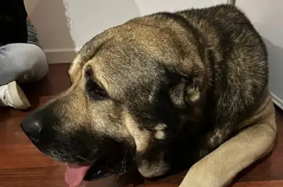 Mastín Perdido: Miedoso y Color Canela