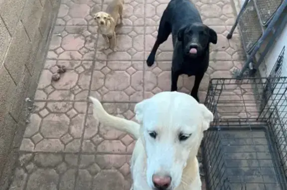 Lost: Friendly Black Lab/Shepherd Mix