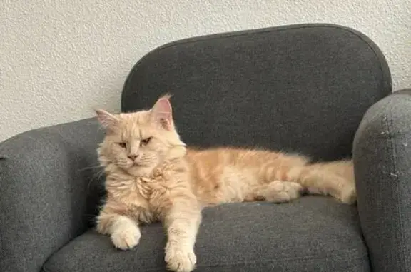 Chat perdu, Nîmes, photo: Maine Coon crème perdue à Nîmes
