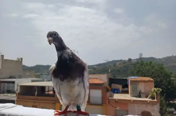 Pérdida: Ave 'Pocholo' con Ani...