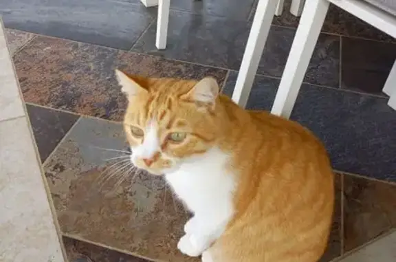 Chat roux-blanc perdu, très câlin, Castelnau - photo