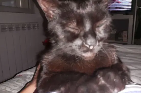 Chat perdu, La Couronne, photo: Chatte noire perdue Rue des Fayards