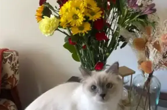 Lost and found pets Elgin, photo: Lost Himalayan/Ragdoll Cat in Elgin
