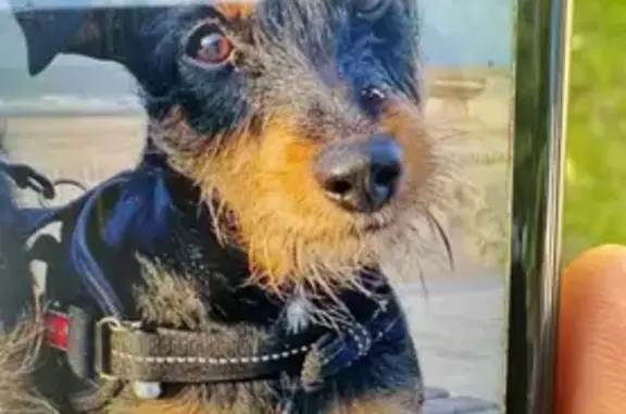 Lost Dog: Elsa, Black & Brown, Streamwood