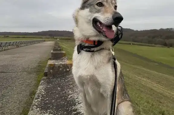 Chien perdu , photo : Chien loup tchèque perdu à Breistroff
