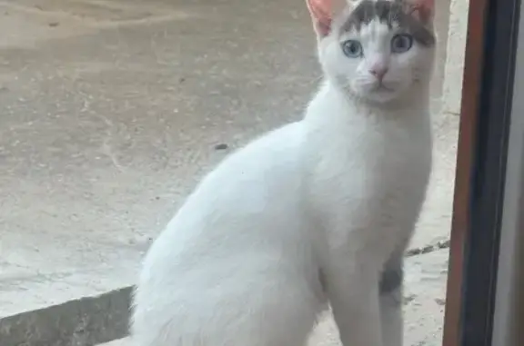 Chat trouvé Bron, photo: Chat blanc aux yeux bleus trouvé à Bron
