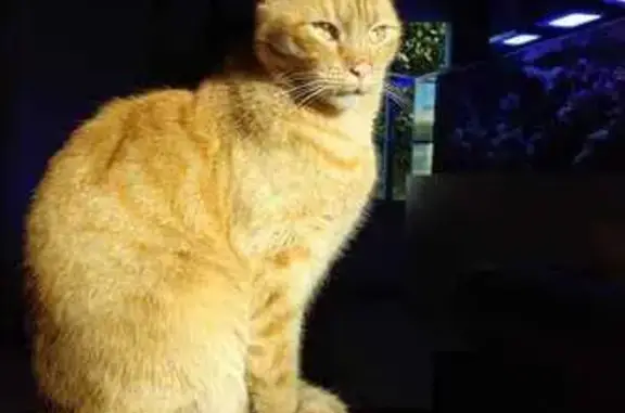 Chat perdu, Domont, photo: Chat roux tacheté perdu à Domont