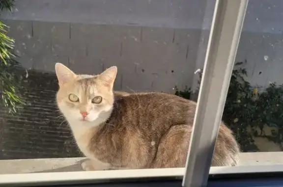 Animaux perdus Laval, photo: Chatte crème perdue, Rue des Bouchers