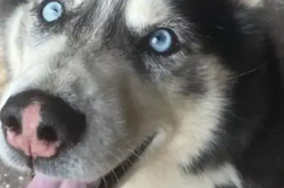 Lost and found pets Houston, photo: Lost Dog: Blue-Eyed Pup on Ward St.