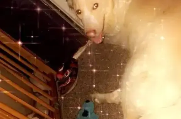 Help Find Kilo: Missing White Husky
