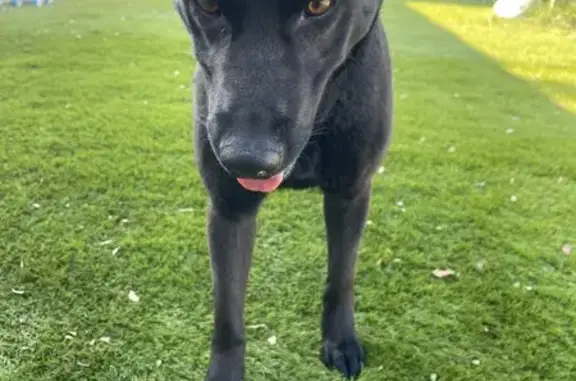 Chienne noire trouvée à Sorgues - photo